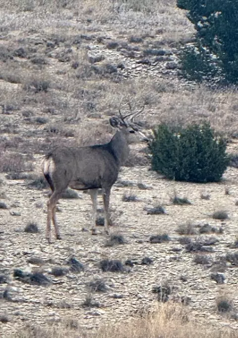 tbd Claymine Rd, Rye, CO 81069 photo 53