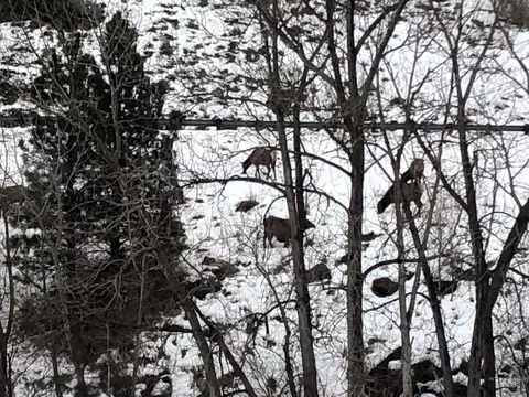 302 Old Pollock Rd, Pollock, ID 83547 photo 16