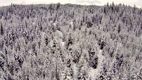 tbd Highway 11, Weippe, ID 83553 photo 18