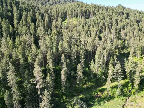 tbd Twisted Tree Ln, Peck, ID 83545 photo 42