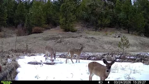 20 01 Ac Tbd Smith Ferry Dr, Smiths Ferry, ID 83611 photo 46