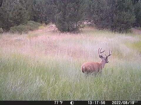 20 01 Ac Tbd Smith Ferry Dr, Smiths Ferry, ID 83611 photo 37