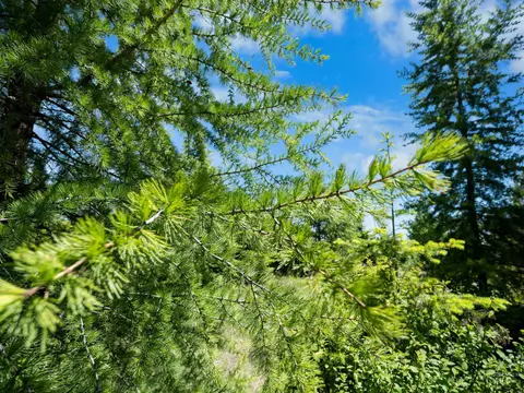0 Timberline Heights Parcel 5, Weippe, ID 83553 photo 11