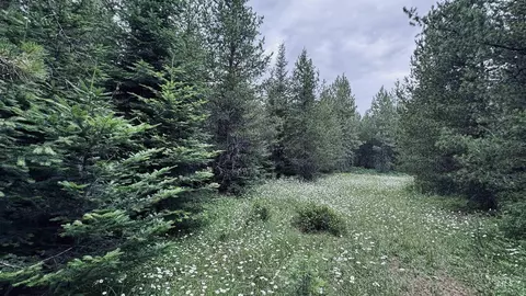 58 Bugling Elk Ln, Weippe, ID 83553 photo 8