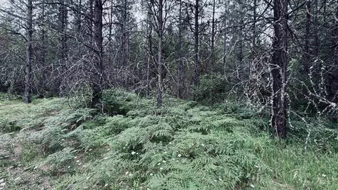 58 Bugling Elk Ln, Weippe, ID 83553 photo 3