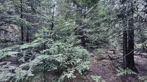 58 Bugling Elk Ln, Weippe, ID 83553 photo 9