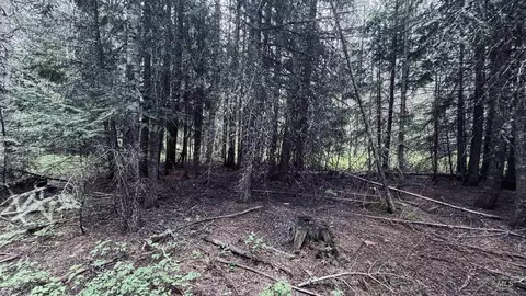 58 Bugling Elk Ln, Weippe, ID 83553 photo 19