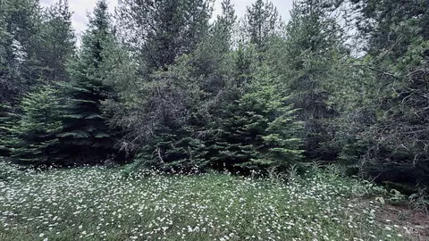 58 Bugling Elk Ln, Weippe, ID 83553 photo 6