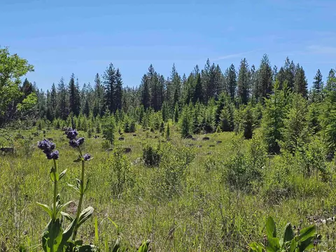 0 Timberline Heights Parcel 4, Weippe, ID 83553 photo 12