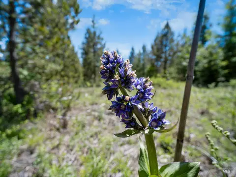 0 Timberline Heights Parcel 6, Weippe, ID 83553 photo 18