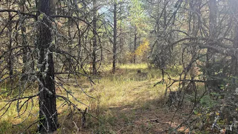 0 Timberline Heights Parcel 6, Weippe, ID 83553 photo 21