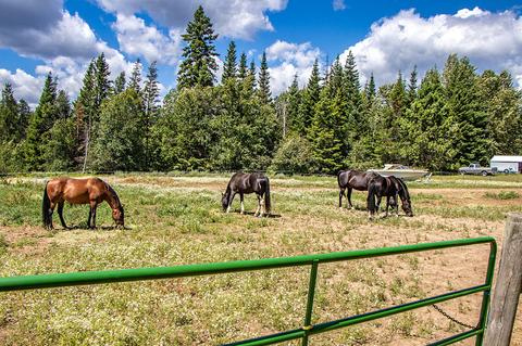 1040 Shingle Mill Rd, Sandpoint, ID 83864 photo 22