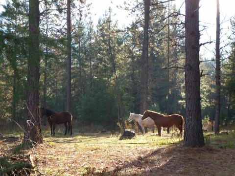 7184 E Bunco Rd, Athol, ID 83801 photo 61