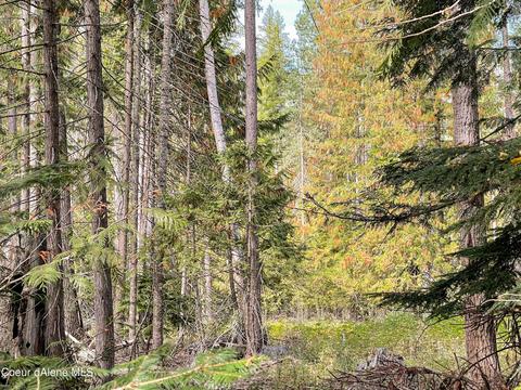 850 Cedar Spgs, Sandpoint, ID 83864 photo 46