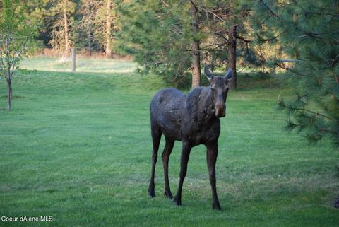 3328 E Remington Rd, Athol, ID 83801 photo 11