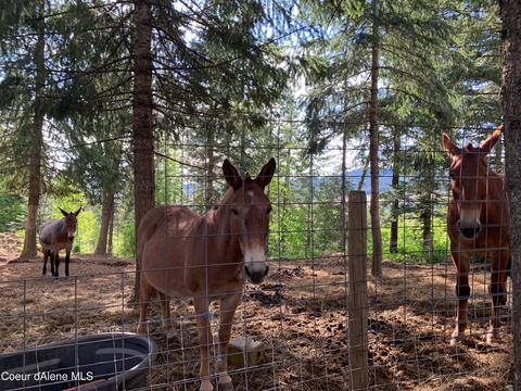 464 Watt Hill Ln, Plummer, ID 83851 photo 37