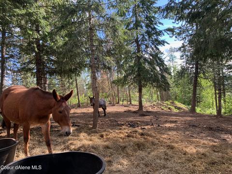 464 Watt Hill Ln, Plummer, ID 83851 photo 39