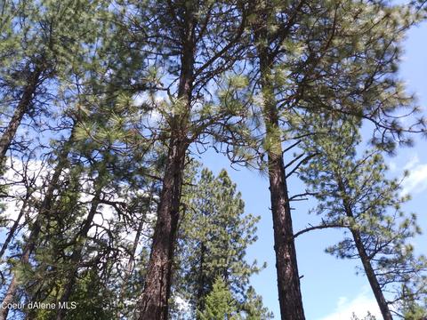 340 Everett Huff Road, Oldtown, ID 83822 photo 1