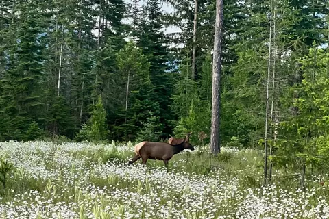 Lot6 Blk2 Leonard Loop, Athol, ID 83801 photo 9