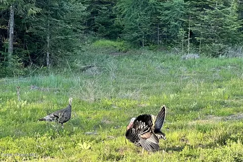 Lot9 Blk2 Leonard Loop, Athol, ID 83801 photo 8