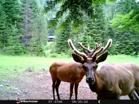 Other - 1728 Dry Creek Rd, Clark Fork, ID 83811 photo 8 of 20