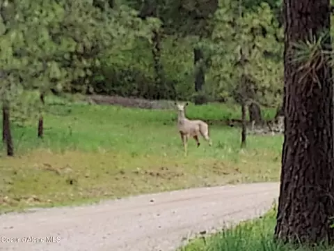 Nka E Canton Ln, Harrison, ID 83833 photo 8