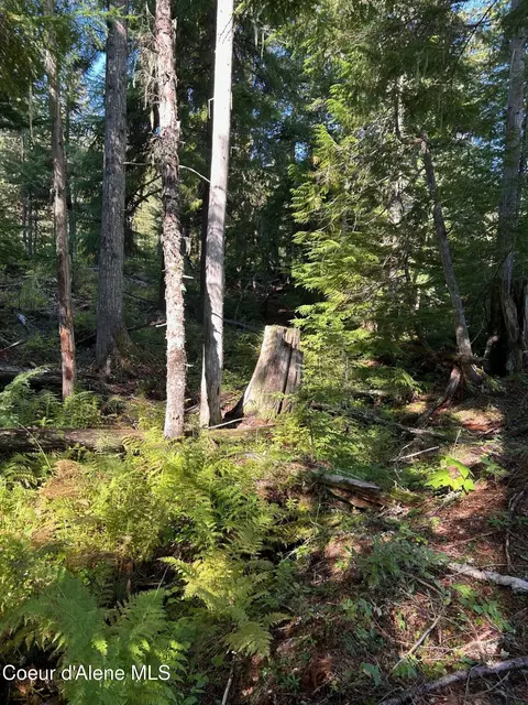 Tract 7 Usfs 2294, Clark Fork, ID 83811 photo 5