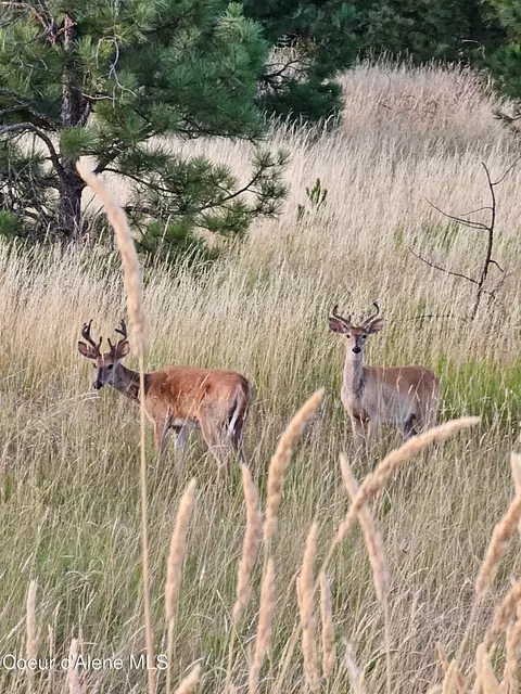 Other - 2953 E Badger Rd, Harrison, ID 83833 photo 24 of 25