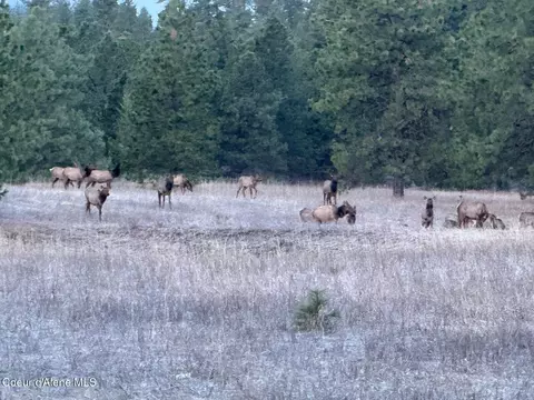 Other - 2953 E Badger Rd, Harrison, ID 83833 photo 25 of 25