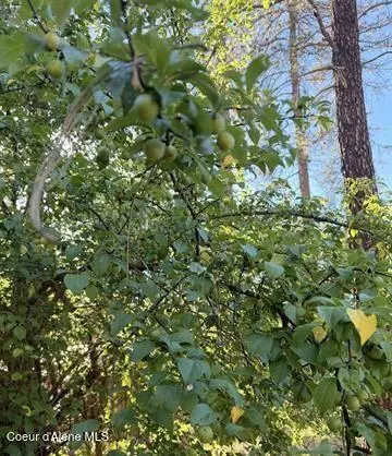 Other - 151 View Rd, Kamiah, ID 83536 photo 7 of 22