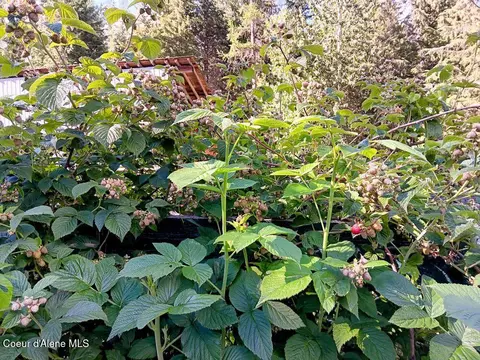 Exterior - 452 Toad Rd, Priest River, ID 83856 photo 8 of 23