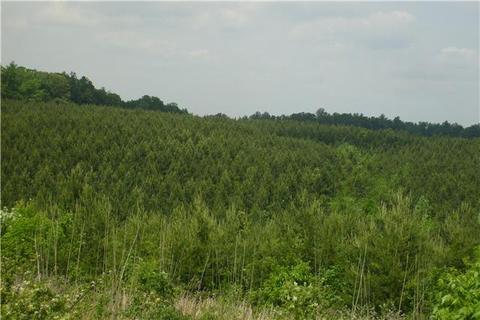 779 Waterloo Rd, Westpoint, TN 38486 photo 7