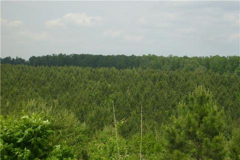 779 Waterloo Rd, Westpoint, TN 38486 photo 6