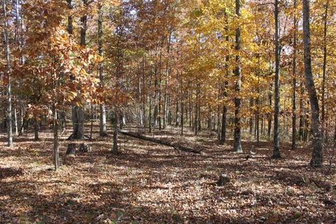 4290 E Beaverdam Rd, Centerville, TN 37033 photo 7