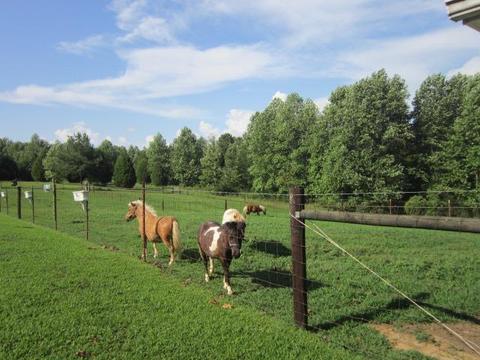 621 Riddle Ln, Loretto, TN 38469 photo 11