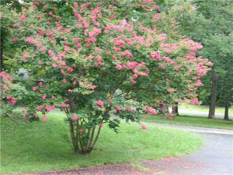 1024 Highland Dr, Dickson, TN 37055 photo 3