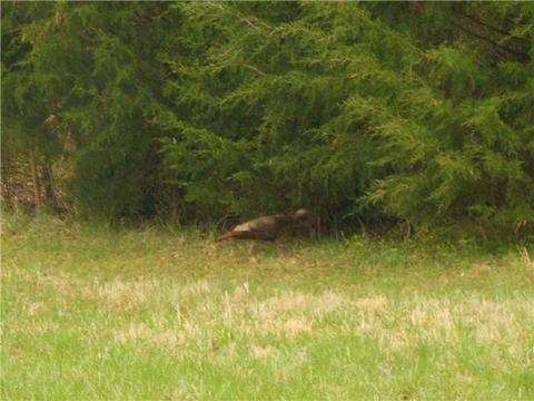 3621 Dot Rd, Springfield, TN 37172 photo 20