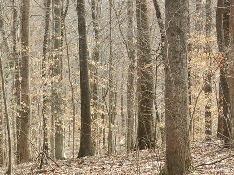 300 Bar Rd, Baxter, TN 38544 photo 7
