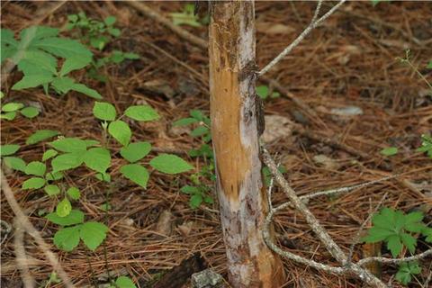 3353 Ready Section Rd, Ardmore, AL 35739 photo 7