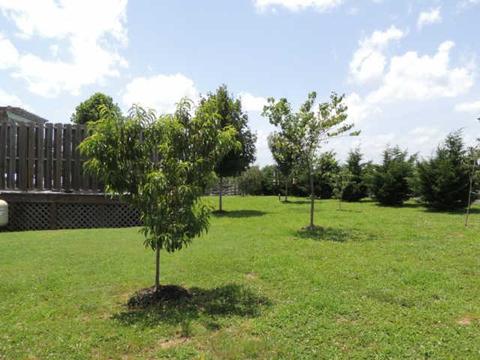 2001 Silverado Pass, Spring Hill, TN 37174 photo 18