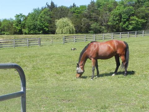 8462 Covington Rd, Eagleville, TN 37060 photo 28