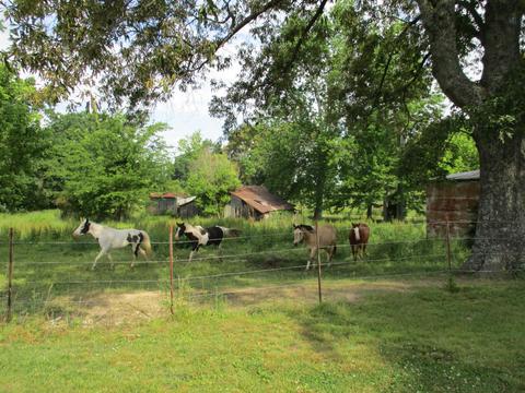 29 Owens, Five Points, TN 38457 photo 22