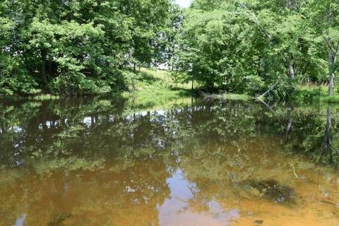 512 Bevel Spring Rd, Goodspring, TN 38460 photo 4
