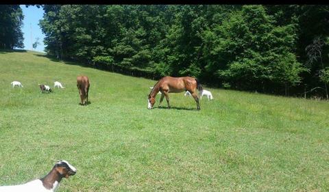 591 Will Bell Rd, Dickson, TN 37055 photo 5