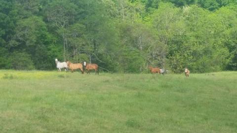 591 Will Bell Rd, Dickson, TN 37055 photo 29