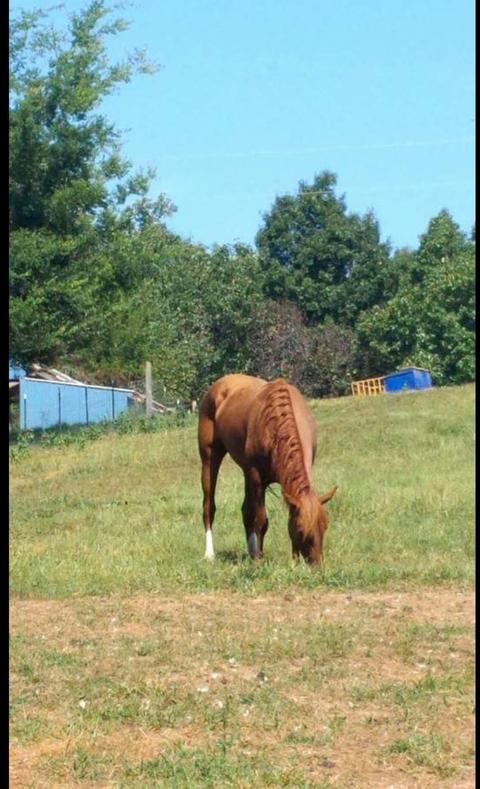 591 Will Bell Rd, Dickson, TN 37055 photo 30