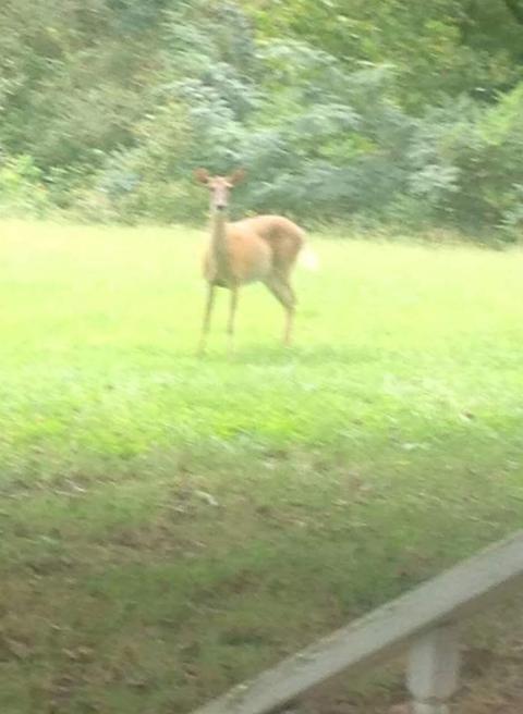 591 Will Bell Rd, Dickson, TN 37055 photo 28