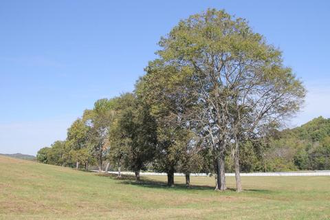 2435 Allisona Rd, Eagleville, TN 37060 photo 9