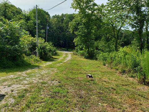 217 Trinity Hill Rd, Pulaski, TN 38478 photo 3