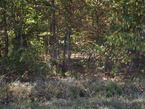 109 Pepper Rd, Taft, TN 38488 photo 4